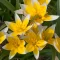 Tulipa Specie Tarda - Tulipán Specie ‘Tarda’ 20 db/csomag