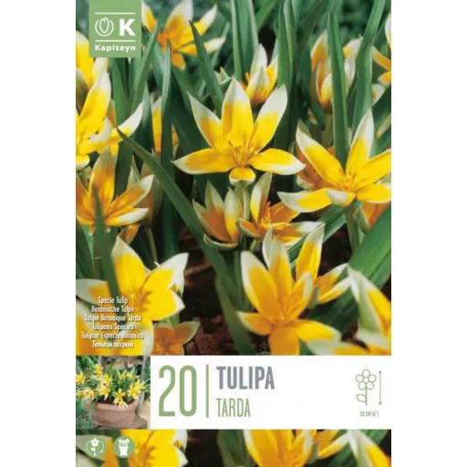 Tulipa Specie Tarda - Tulipán Specie ‘Tarda’ 20 db/csomag