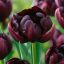 Tulipa Double ‘Black Hero’ - Tulipán Double ‘Black Hero’ - 8 db/csomag