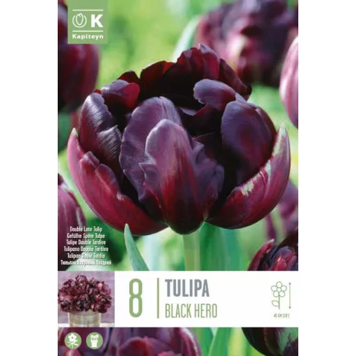 Tulipa Double ‘Black Hero’ - Tulipán Double ‘Black Hero’ - 8 db/csomag