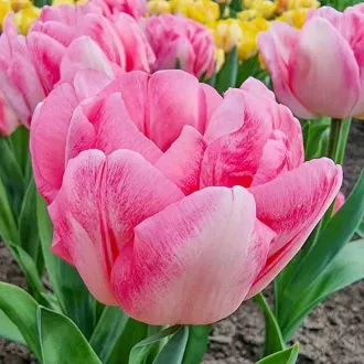 Tulipa Double 'Foxtrot' - Tulipán Double Foxrot 8db/csomag