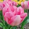 Tulipa Double 'Foxtrot' - Tulipán Double Foxrot 8db/csomag