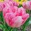 Tulipa Double 'Foxtrot' - Tulipán Double Foxrot 8db/csomag