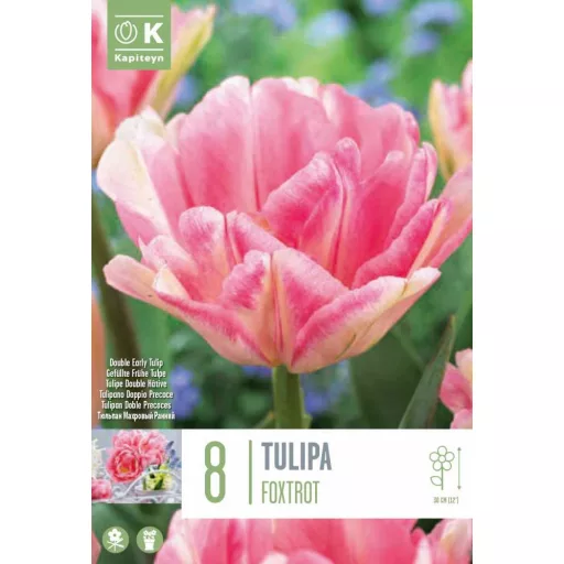 Tulipa Double 'Foxtrot' - Tulipán Double Foxrot 8db/csomag