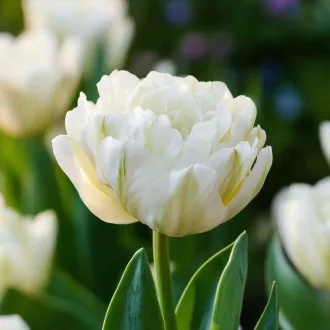 Tulipa Double 'Mount Tacoma' - Tulipán Double Mount Tacoma 8db/csomag