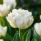 Tulipa Double 'Mount Tacoma' - Tulipán Double Mount Tacoma 8db/csomag