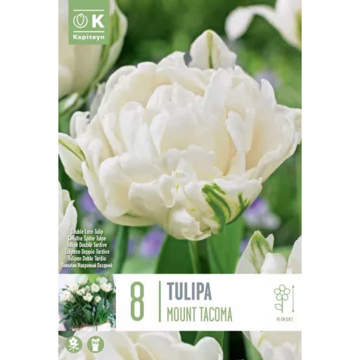Tulipa Double 'Mount Tacoma' - Tulipán Double Mount Tacoma 8db/csomag