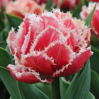 Tulipa Double Fringed 'Queensland' - Tulipán – Queensland 5db/csomag