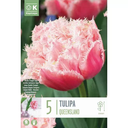 Tulipa Double Fringed 'Queensland' - Tulipán – Queensland 5db/csomag
