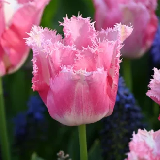 Tulipa Fringed 'Fancy Frills' - Tulipán Fringed – Frills 8db/csomag