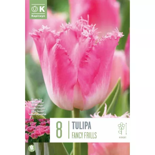 Tulipa Fringed 'Fancy Frills' - Tulipán Fringed – Frills 8db/csomag