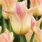 Tulipa Lily Flowered Elegant Lady - Tulipán Lily – 8 db/csomag