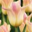 Tulipa Lily Flowered Elegant Lady - Tulipán Lily – 8 db/csomag
