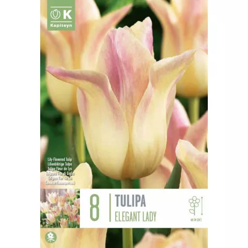 Tulipa Lily Flowered Elegant Lady - Tulipán Lily – 8 db/csomag