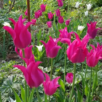 Tulipa Lily Flowered 'Mariette' - Tulipán Lily – Mariette 8db/csomag