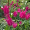 Tulipa Lily Flowered 'Mariette' - Tulipán Lily – Mariette 8db/csomag