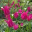 Tulipa Lily Flowered 'Mariette' - Tulipán Lily – Mariette 8db/csomag