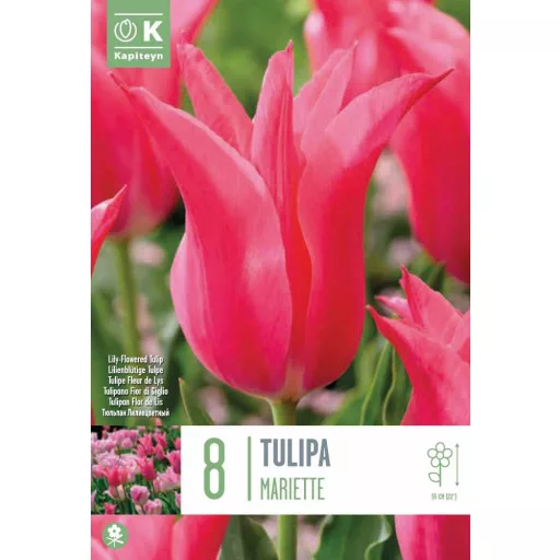 Tulipa Lily Flowered 'Mariette' - Tulipán Lily – Mariette 8db/csomag