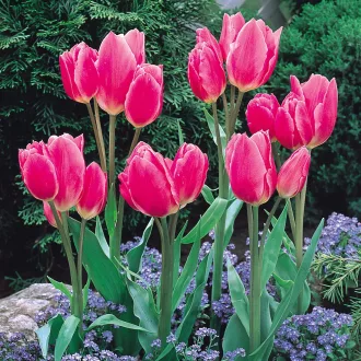 Tulipa Multi-headed 'Happy Family' - Tulipán Multi – Family 8db/csomag