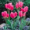 Tulipa Multi-headed 'Happy Family' - Tulipán Multi – Family 8db/csomag