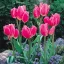 Tulipa Multi-headed 'Happy Family' - Tulipán Multi – Family 8db/csomag
