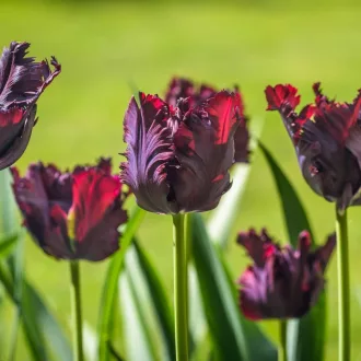 Tulipa Parrot 'Black Parrot' - Tulipán Parrot Black Parrot 6db/csomag