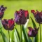 Tulipa Parrot 'Black Parrot' - Tulipán Parrot Black Parrot 6db/csomag