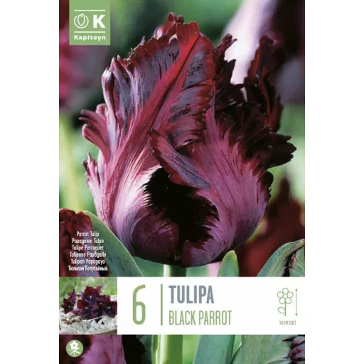 Tulipa Parrot 'Black Parrot' - Tulipán Parrot Black Parrot 6db/csomag