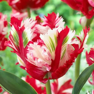 Tulipa Parrot 'Estella Rijnveld' Tulipán Parrot – Rijnveld 8db/csomag