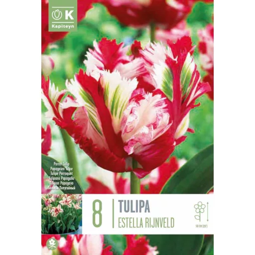 Tulipa Parrot 'Estella Rijnveld' Tulipán Parrot – Rijnveld 8db/csomag