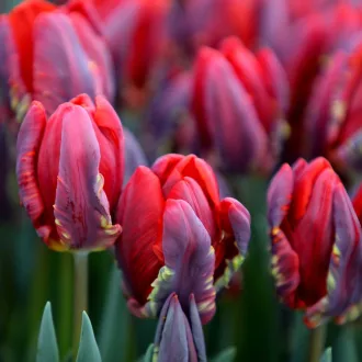 Tulipa Parrot 'Rococo' - Tulipán Parrot Rococo 8db/csomag