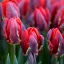 Tulipa Parrot 'Rococo' - Tulipán Parrot Rococo 8db/csomag