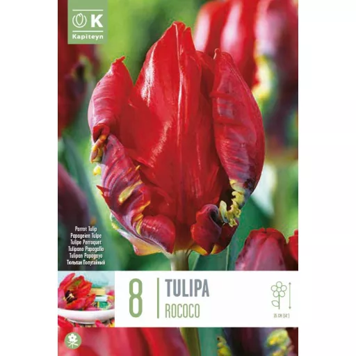 Tulipa Parrot 'Rococo' - Tulipán Parrot Rococo 8db/csomag