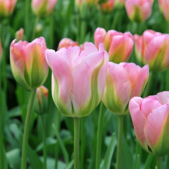 Tulipa Viridiflora ‘Groenland - Tulipán Viridiflora ‘ – 8 db/csomag