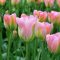 Tulipa Viridiflora ‘Groenland - Tulipán Viridiflora ‘ – 8 db/csomag