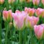 Tulipa Viridiflora ‘Groenland - Tulipán Viridiflora ‘ – 8 db/csomag