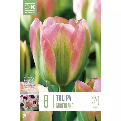 Tulipa Viridiflora ‘Groenland - Tulipán Viridiflora ‘ – 8 db/csomag