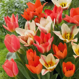 Tulipa Botanical "Mixed' - Tulipán Botanikai színkeverék 10db/csomag