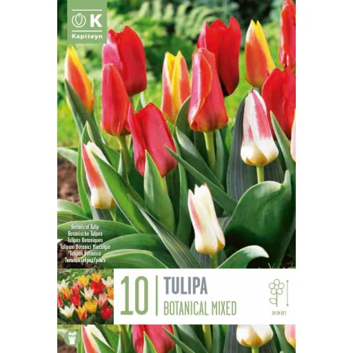 Tulipa Botanical "Mixed' - Tulipán Botanikai színkeverék 10db/csomag