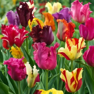 Tulipa Parrot 'mix' - Tulipán Parrot színkeverék 8 db/csomag