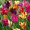 Tulipa Parrot 'mix' - Tulipán Parrot színkeverék 8 db/csomag