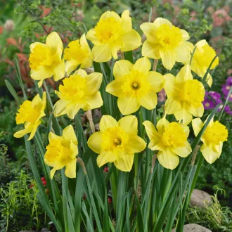 Narcissus 'Carlton' - Nagy csészéjű nárcisz 5db/csomag