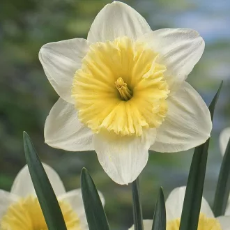   Narcissus 'Ice Follies' - Nárcisz 5db/csomag (Virághagyma)