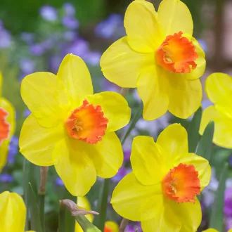 Narcissus 'Red Devon' - Nárcisz Red Devon 5db/csomag