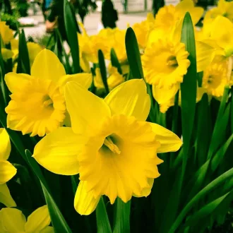 Narcissus 'Dutch Master' - Nárcisz Dutch Master 5db/csomag