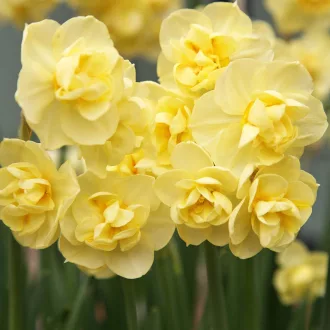 Narcissus 'Yellow Cheerfulness' - Nárcisz 'Yellow – 5db/csomag
