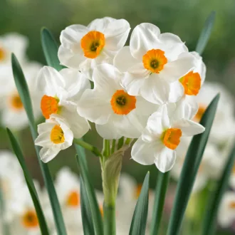 Narcissus Geranium -Nárcisz Geranium 5 db/csomag