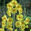 Narcissus Golden Dawn- Nárcisz ‘Golden Dawn’ 5 db/csomag
