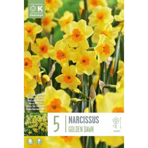 Narcissus Golden Dawn- Nárcisz ‘Golden Dawn’ 5 db/csomag