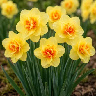 Narcissus 'Tahiti'- Teltvirágú nárcisz Tahiti 5db/csomag